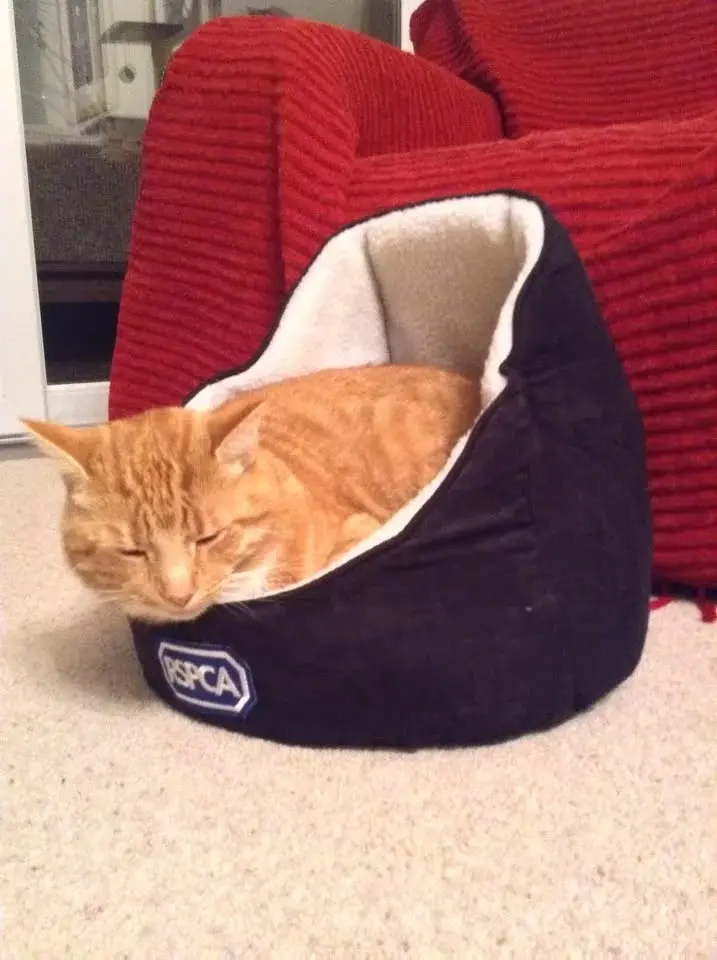 Ginger Cat Crafts