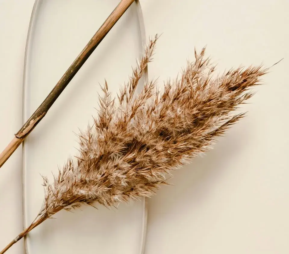 WORKSHOP AYURVEDA & THE DOSHAS - the essentials
