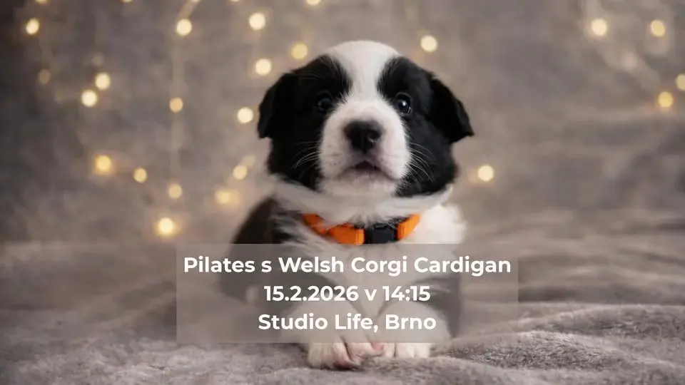 Pilates se štěňátky Welsh Corgi Cardigan