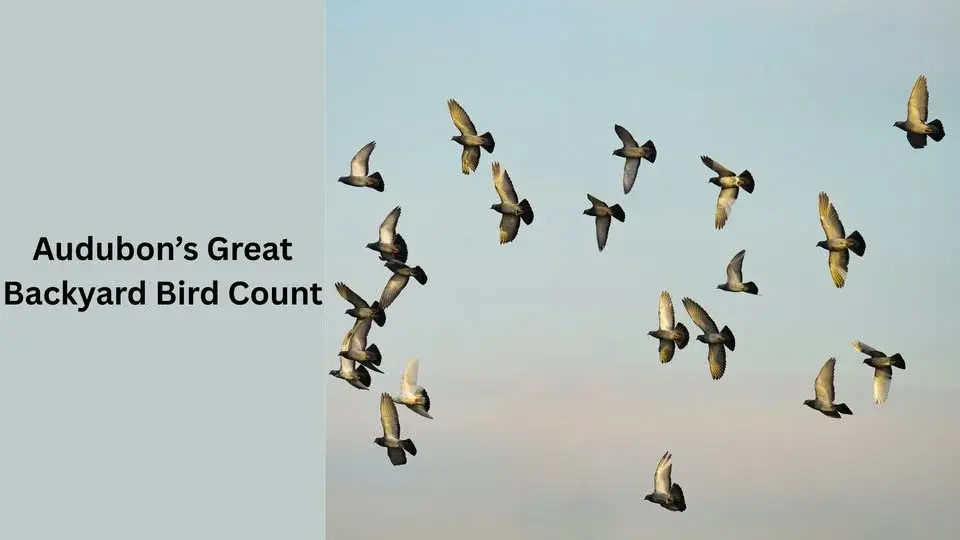 Audubon’s Great Backyard Bird Count