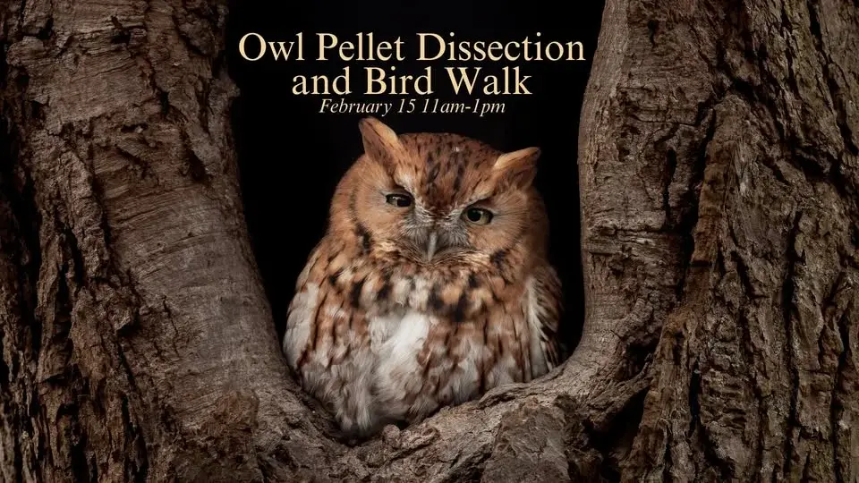 Owl Pellet Dissection and Bird Walk