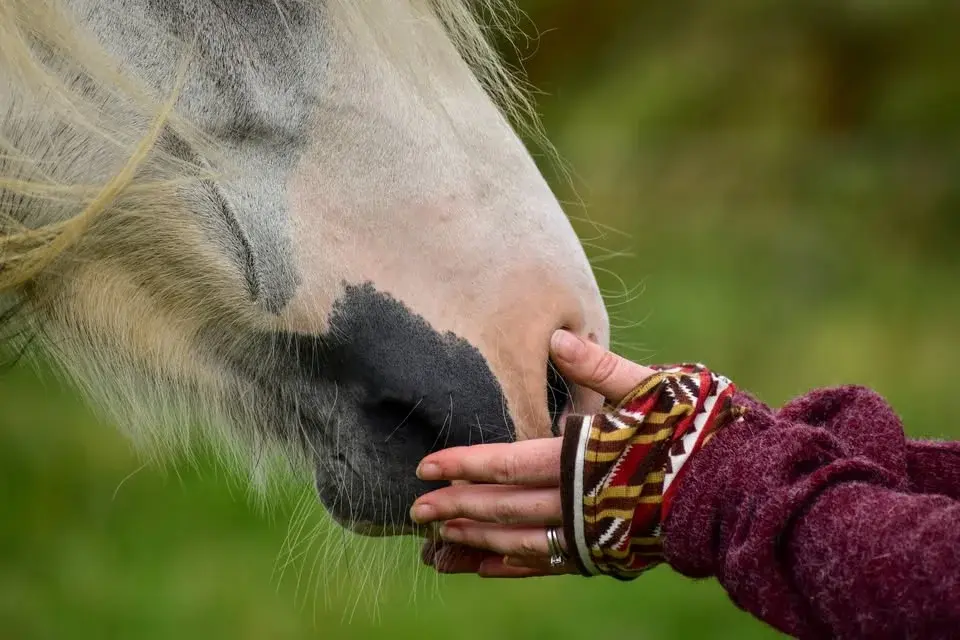 The Connection Piece Nervous System Workshop w/ Rosca Horsemanship at Derby College EC