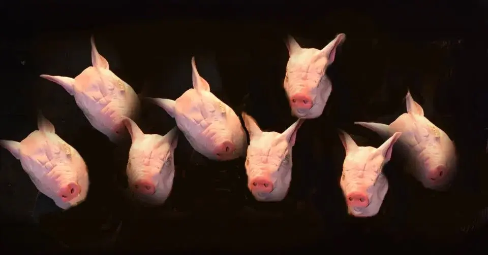 Hemma hos grisarna - extraföreställningar!