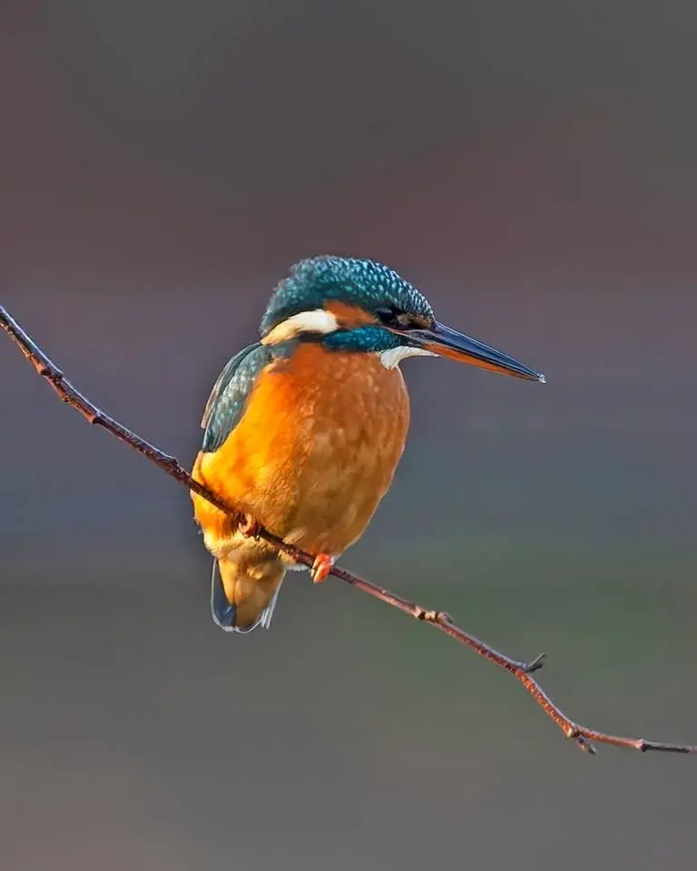 RSPB Talk: Photographic Travelogue by John Strachan