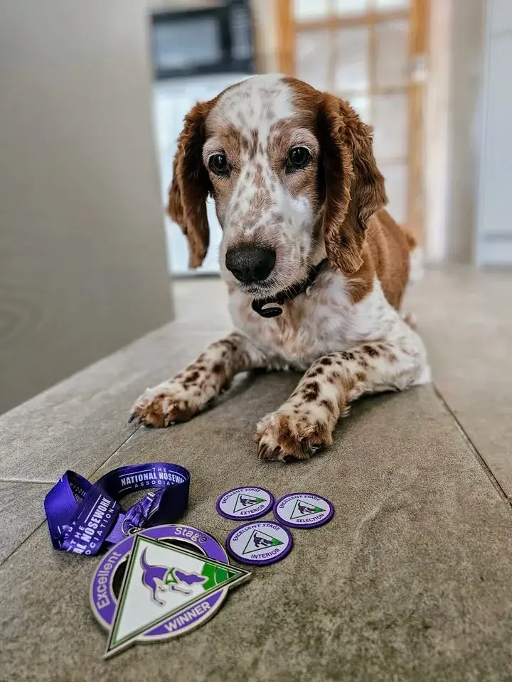 scentwork taster