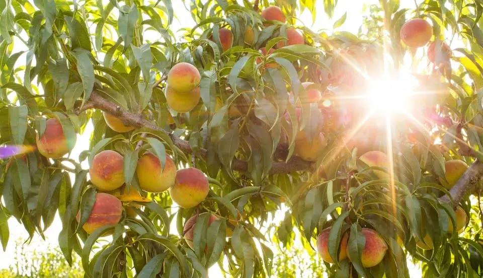Annual Peach Festival