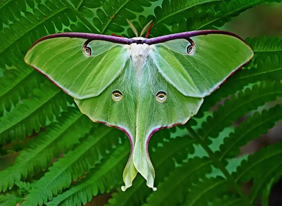 ECO Talk: The Coolest Insects of DFW!