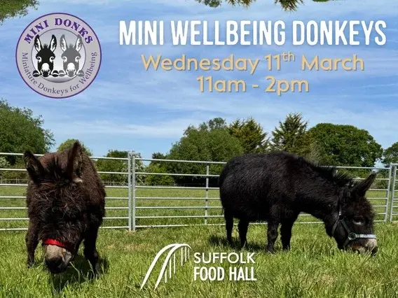Miniature Donkeys for Wellbeing Visit
