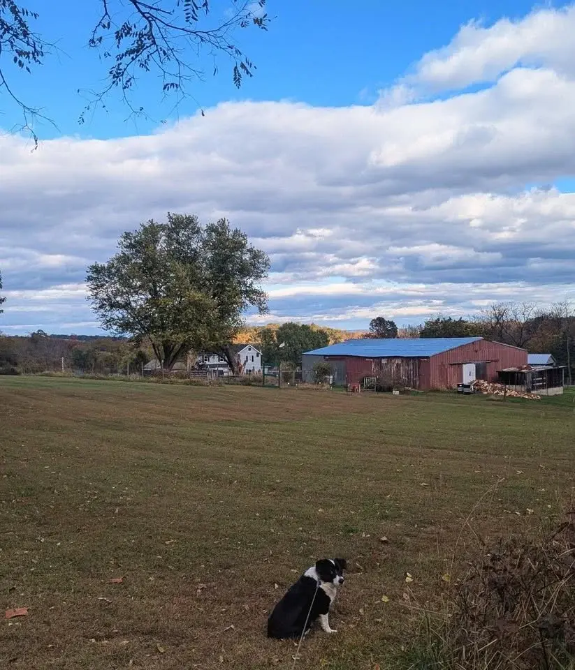 Bushtail's 4th Fallfest