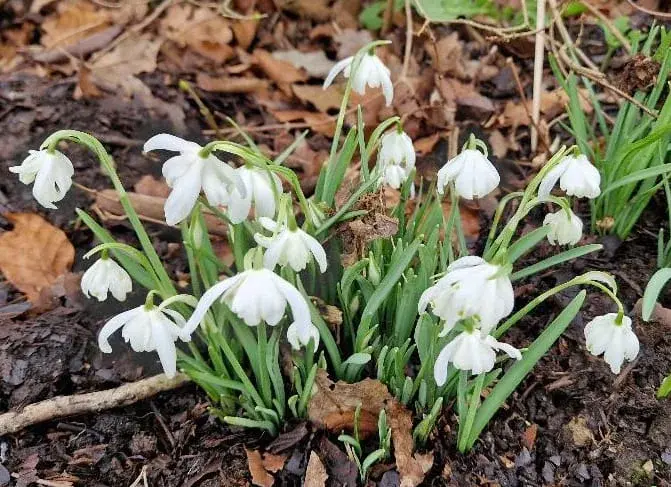 Snowdrop Sunday - West Wycombe Park