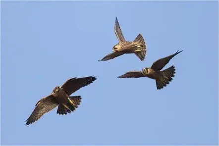 Taunton Minster Peregrine Project