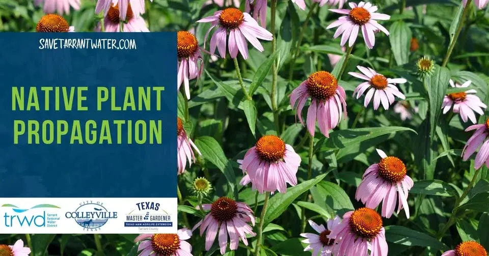 Native Plant Propagation