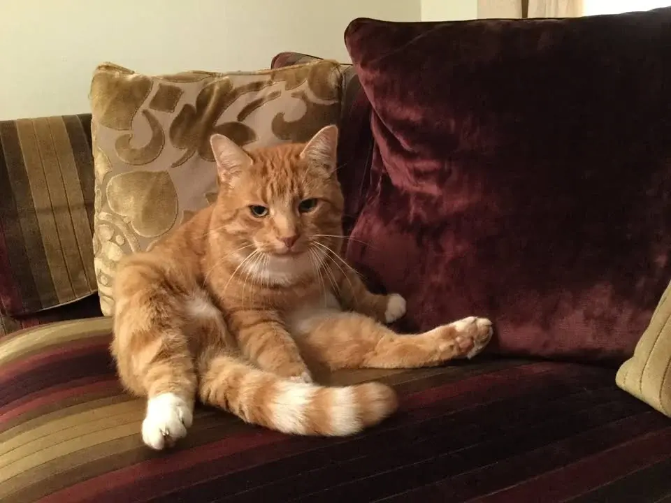 Ginger Cat Crafts