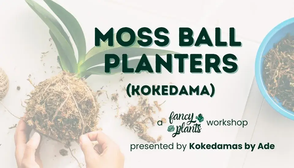 Moss Ball Planters Workshop