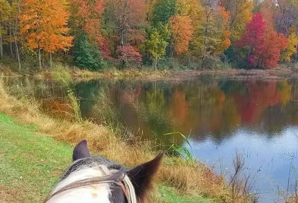 FALL FOLIAGE 
