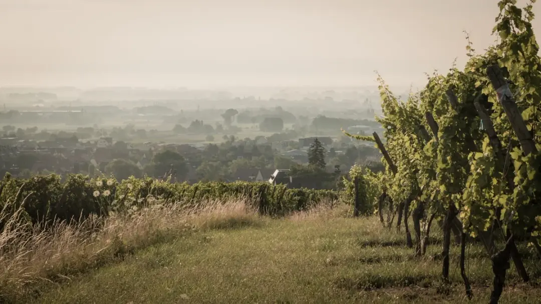 The Best Of France Wine Tasting Yield N16