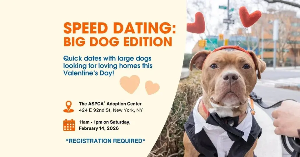 Speed Dating: Big Dogs Edition at the NYC Adoption Center!