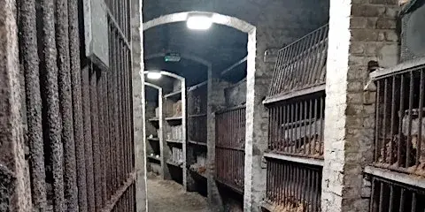 Sat 7 Feb 2026 - Catacomb Tours - Brompton Cemetery