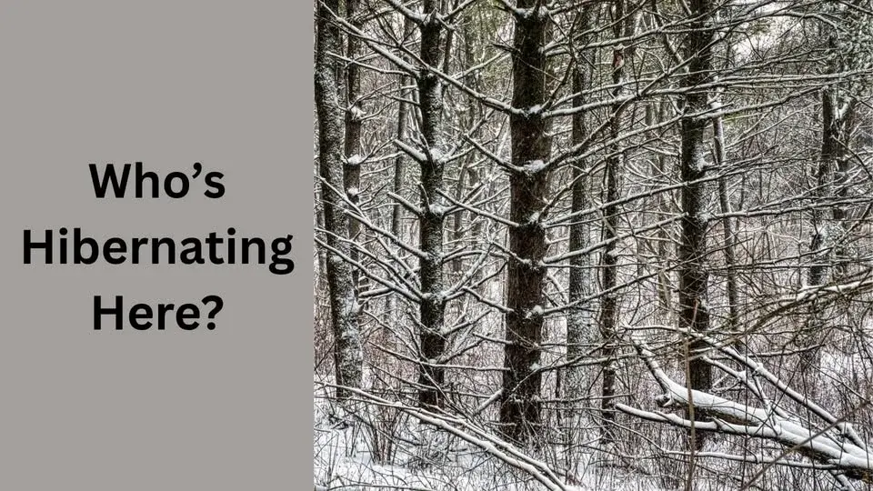 Who’s Hibernating Here?