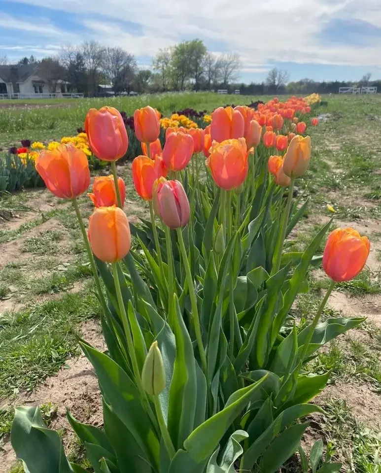 Tulip Farm Tour - Pick Your Own Tulips at Hemingway Hill