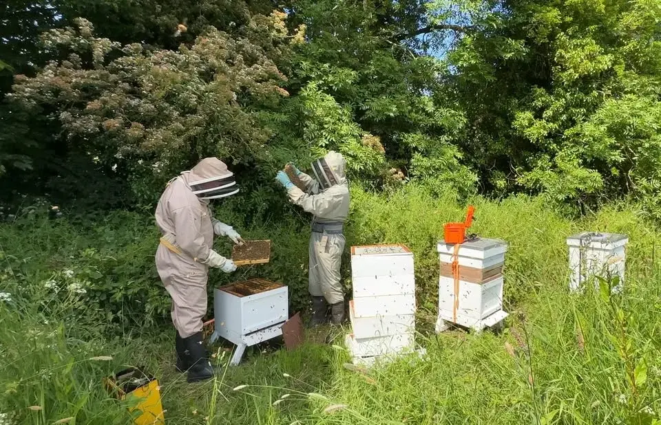 Honey Bee Weekend