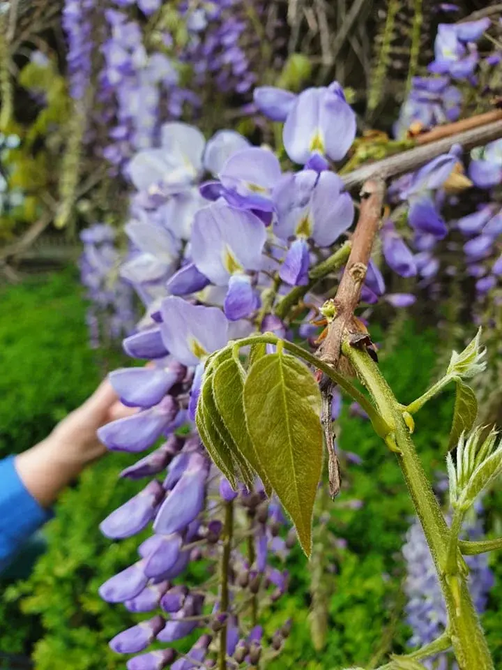 Änglameditation med Angelic Reiki Healing med Ylwa. Ingen föranmälan