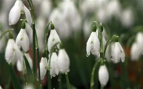 Imbolc - Candlemas on Primrose Hill, London