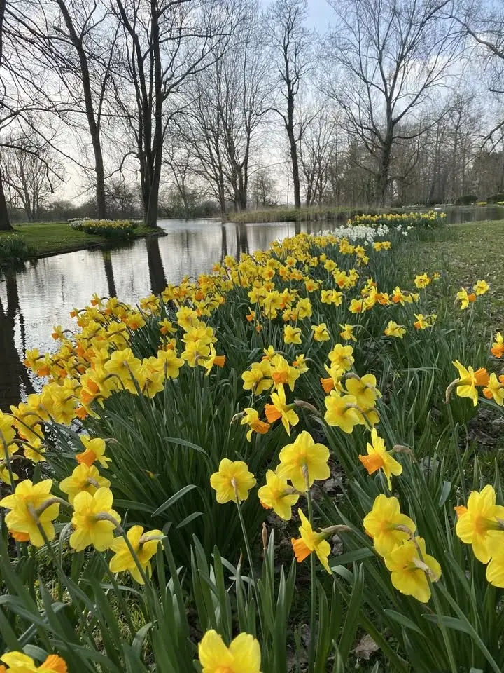 Daffodil Day 2026
